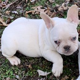 French Bulldog Puppies from Route 66 French Bulldogs