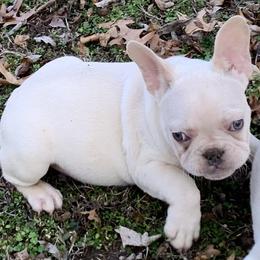French Bulldog Puppies from Route 66 French Bulldogs