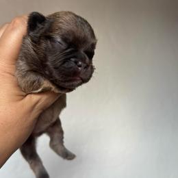 Woody - Fawn male French Bulldog puppy in Porter, Texas from Whatabulldog