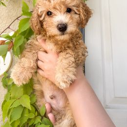 Poodle Puppies from Red Mini Poodles AZ