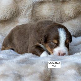 Male Red Tricolor - Red tri-color male Australian Shepherd puppy in San Mateo, California from Acheron Aussies