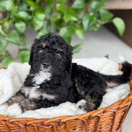 Jackson - male Australian Mountain Doodle puppy in Pittsburgh, Pennsylvania from WestPenn Doodles LLC