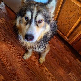 Siberian Husky Puppies from The Land Siberians