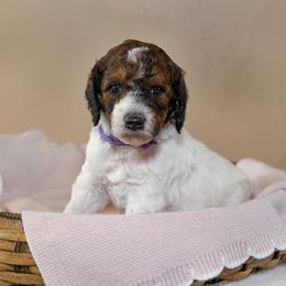 Flora - Parti female Goldendoodle puppy in Idaho Falls, Idaho from High Quality Goldendoodles