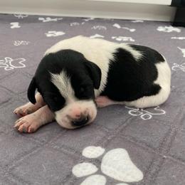 Captain - Black and white male German Shorthaired Pointer puppy in Hot Springs, Virginia from Thunder Mountain Gun Dogs