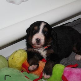 Bernese Mountain Dog Puppies from Baby Bear Bernese Kennel