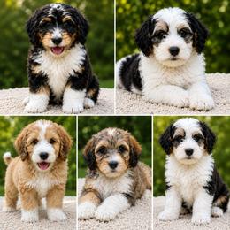 Golden Mountain Doodle puppies from RiverSong Doodles