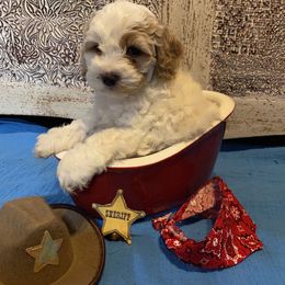 Cockapoo Puppies from Country J Canines