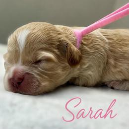 Sarah - Red female Cockapoo puppy in Mocksville, North Carolina from Little Bear Doodles