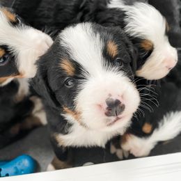 Bernedoodle and Bernese Mountain Dog Puppies from MI Doodles