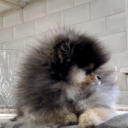 Pomeranians from Princess Pomeranians