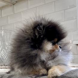 Pomeranians from Princess Pomeranians