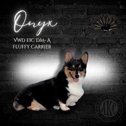 Onyx - Pembroke Welsh Corgi