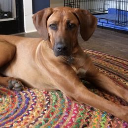 Tess - Rhodesian Ridgeback
