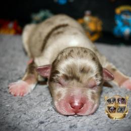 Casanova - Red merle male Miniature Australian Shepherd puppy in El Dorado Springs, Missouri from HP Aussie Kennels