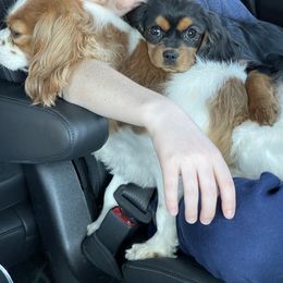 Cavalier King Charles Spaniel Puppies from Colorful Cavaliers