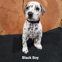 Dalmatian Puppies from Anthony's Dalmatians