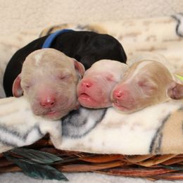 Poodle puppies from Lavender poodles & doodles