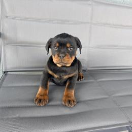 Mirka - Black and mahogany female Rottweiler puppy in Parker, Colorado from Denver Rotties