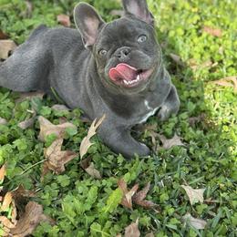 Lilac Dasher - Blue male French Bulldog puppy in Pinehurst, Texas from Frenchies A La Mode