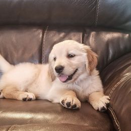 French Bulldog, Goldendoodle, and Golden Retriever Puppies from Crystal Coast Kennels, LLC