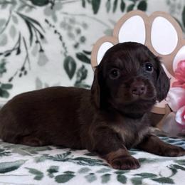 Isabella - Chocolate and tan female Dachshund puppy in Dothan, Alabama from Little House Pups