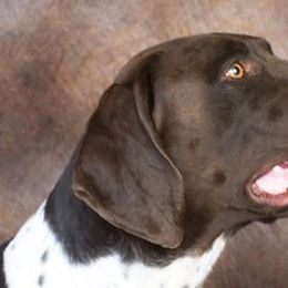 German Shorthaired Pointers and Labrador Retrievers from Kevin Eskam