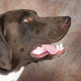 German Shorthaired Pointers and Labrador Retrievers from Kevin Eskam