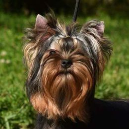 JuJu  - Yorkshire Terrier