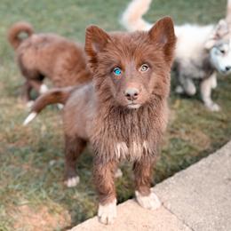 Ficelle - Chocolate male Pomsky puppy in Cleveland, Ohio from Lake Point Pomskies