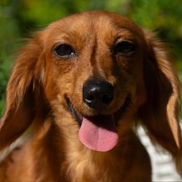 Tot - Dachshund
