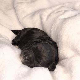 Thor - Black and white male Schnoodle puppy in Novinger, Missouri from Stormi Sky Schnoodles