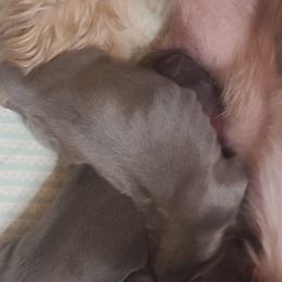 Puppy 1 - Blue female Shih Tzu puppy in Belleville, Michigan from Patricia's Heavenly Earth Angels