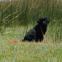 Labrador Retriever Puppies from Lands End Labradors