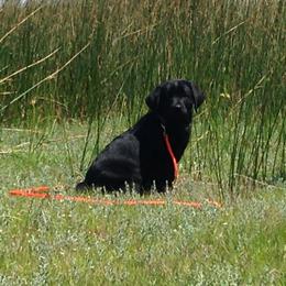 Labrador Retriever Puppies from Lands End Labradors