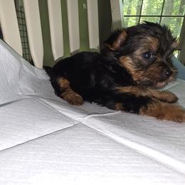 Yorkshire Terrier Puppies from Kalynn's Kuties