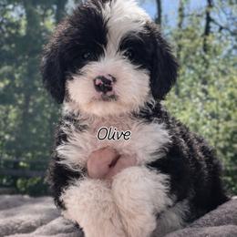 Shamrock - Black and white female Sheepadoodle puppy in Rocky Point, North Carolina from CelticDoods