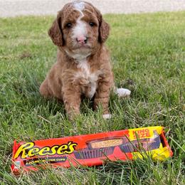 Goldendoodle and Shichon Puppies from Kinzor Kennels