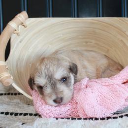 Miniature Schnauzer Puppies from Schnauzers on Robinson Lane