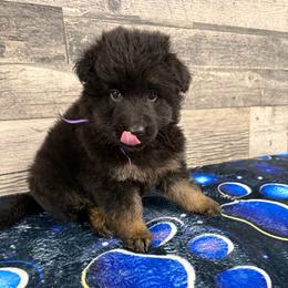 Dark purple - Black and red female German Shepherd puppy in Herrick, South Dakota from Dakota Shepherds Kennels