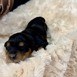 Maymay - Black and cream female Dachshund puppy in Carson, Virginia from Daisy Dachshunds
