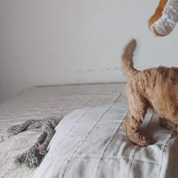 Hannah Harper Majestic Embrace Medium Import Line - Apricot female Poodle puppy in Licking, Missouri from Majestic Embrace Poodles