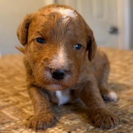 Yellow collar boy-G - Red  male Goldendoodle puppy in Vian, Oklahoma from Dog Days Doodles