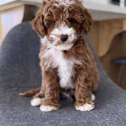 Goldendoodle Puppies from Doodle Bears of Southern Utah