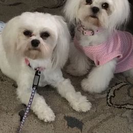 Maltese Puppies from May-Fam Maltese