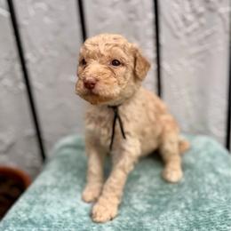 Castle - Cream female Goldendoodle puppy in Atlantic Beach, Florida from Glamorous Golden Doodles