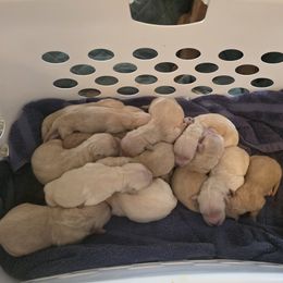 Golden Retriever Puppies from 255 Goldens