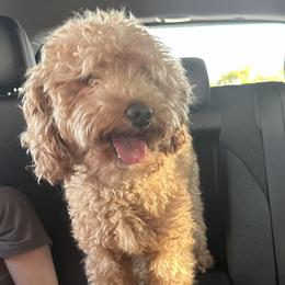 Olie - Goldendoodle