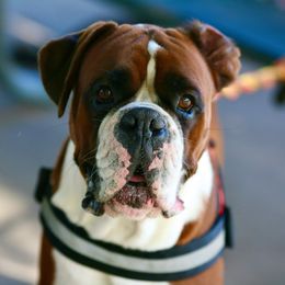 Red - Boxer