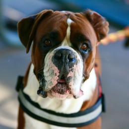 Red - Boxer